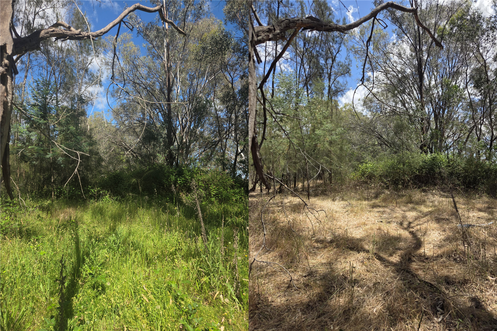 Vegetation before and after the trial